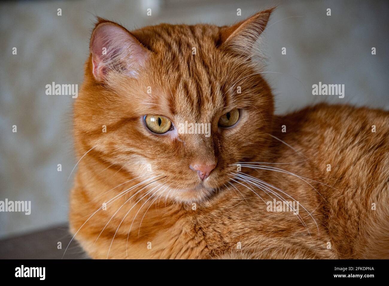 Ginger tabby cat with tiger-like stripes on head. Red cat looking side and posing proudly. Young cat head with ginger eyes and long white whiskers Stock Photo