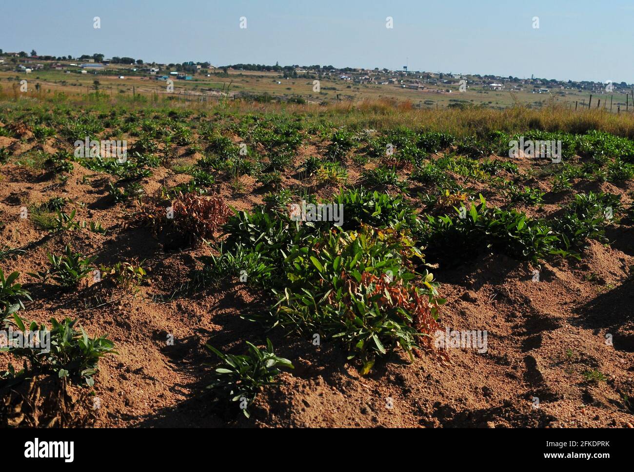 Subsistence farmers in rural South Africa harvesting bambara groundnuts after covid-19 lockdown Stock Photo