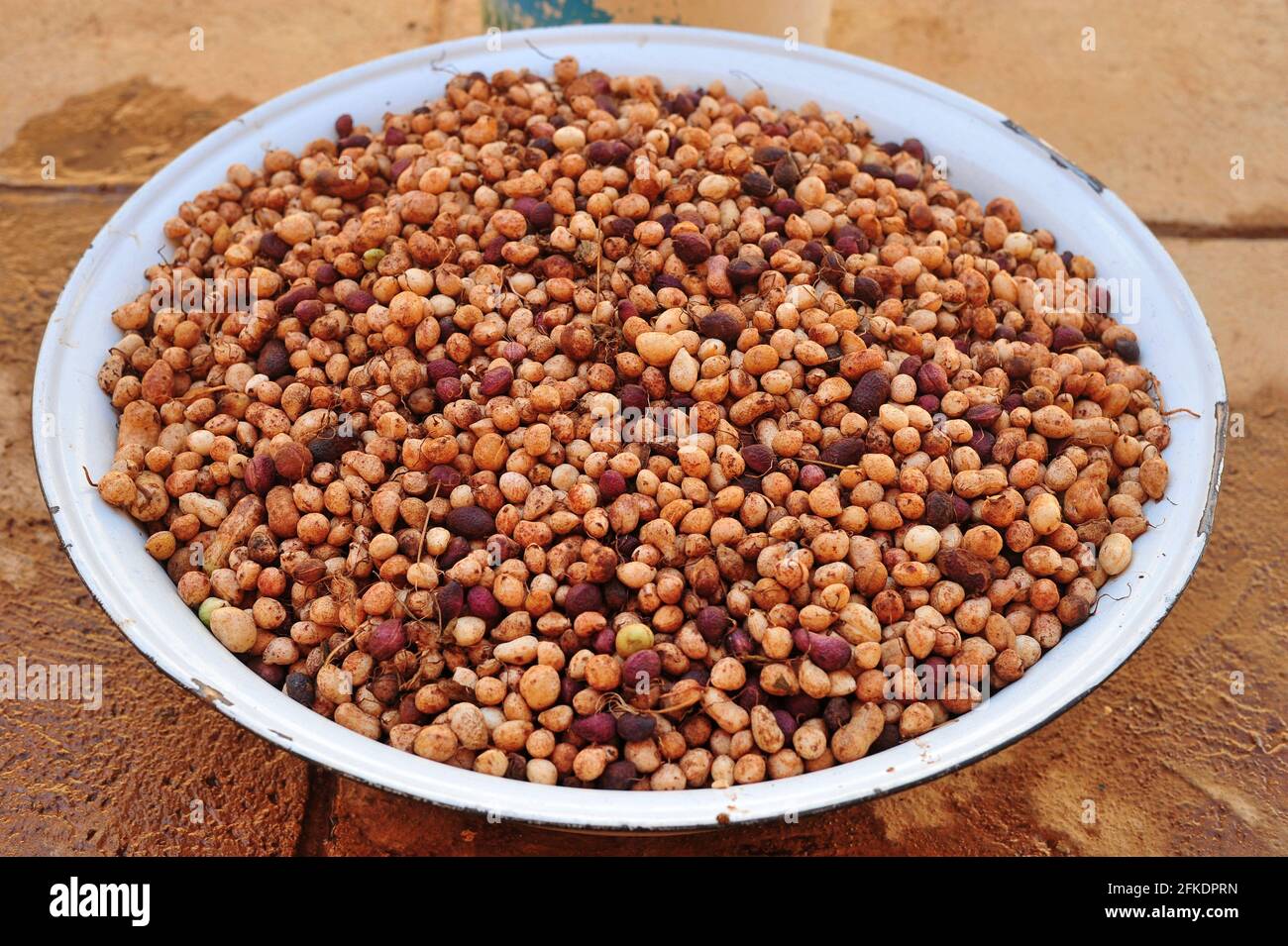 Subsistence farmers in rural South Africa harvesting bambara groundnuts after covid-19 lockdown Stock Photo