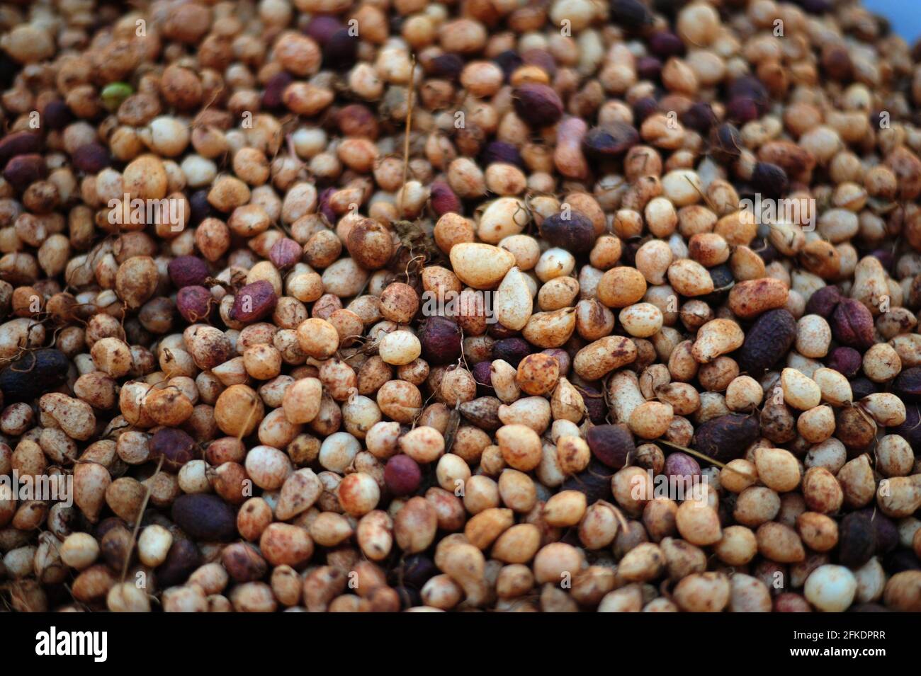 Subsistence farmers in rural South Africa harvesting bambara groundnuts