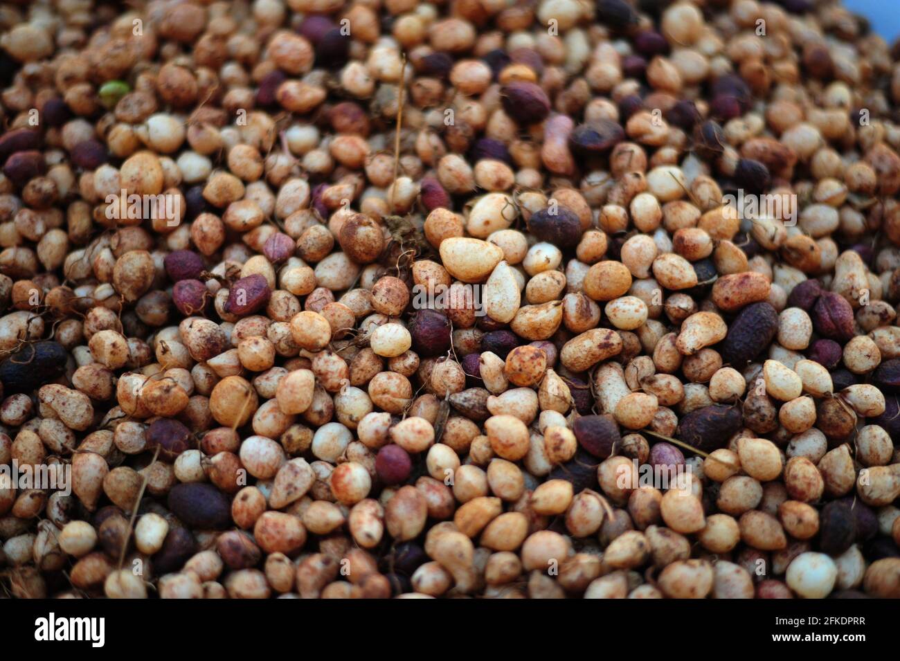 Subsistence farmers in rural South Africa harvesting bambara groundnuts after covid-19 lockdown Stock Photo