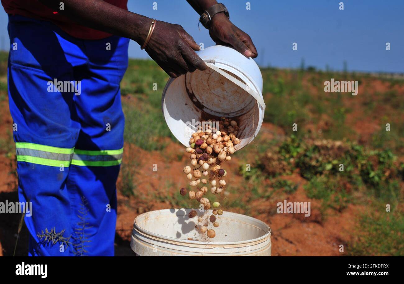 Subsistence farmers in rural South Africa harvesting bambara groundnuts after covid-19 lockdown Stock Photo