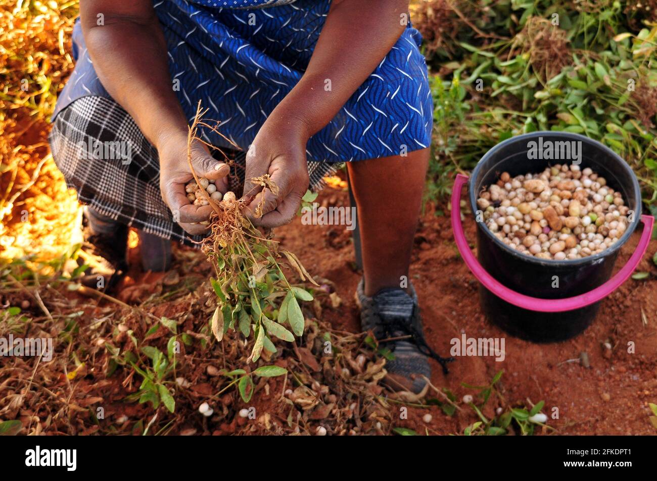 Subsistence farmers in rural South Africa harvesting bambara groundnuts after covid-19 lockdown Stock Photo