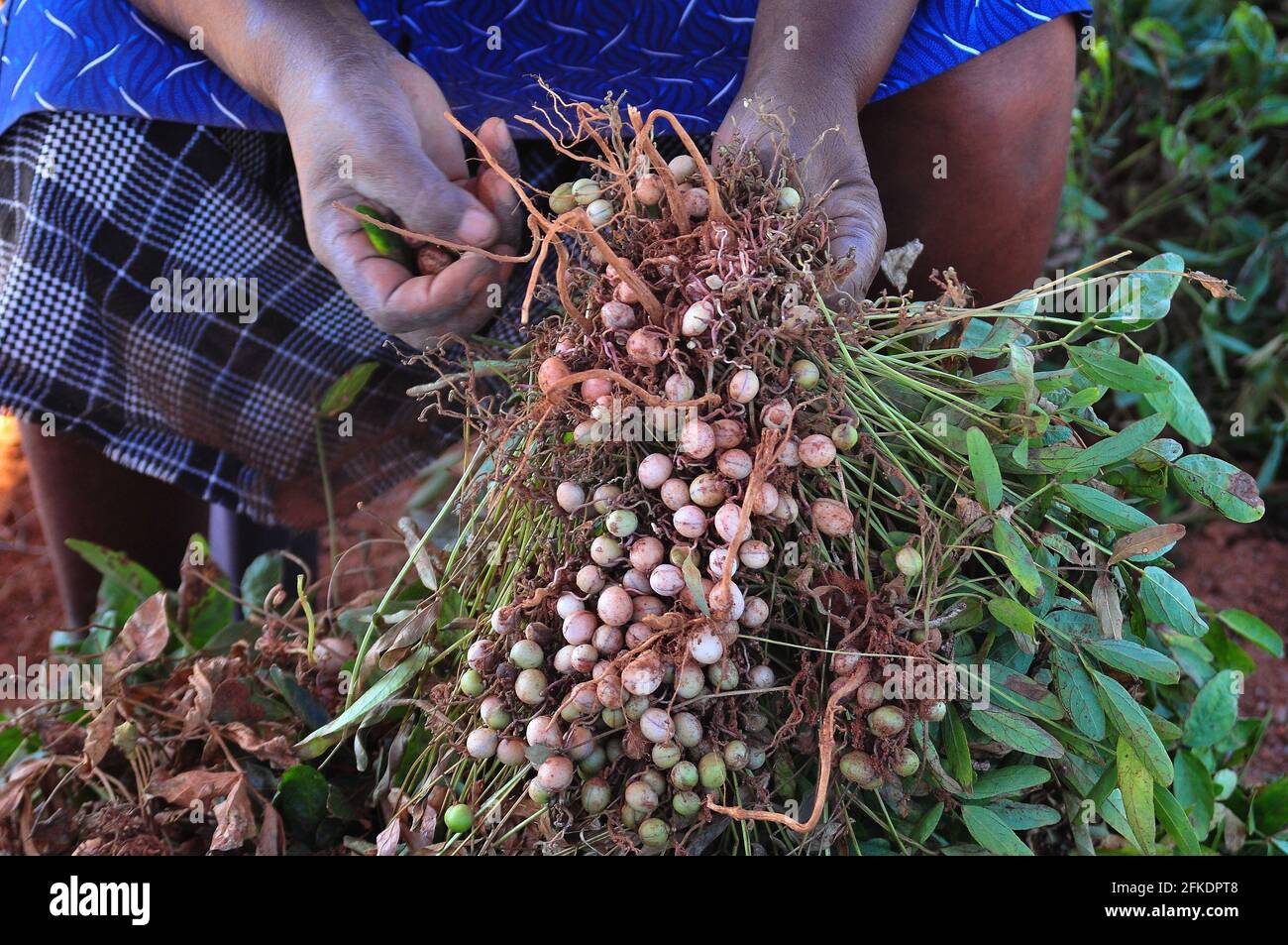 Subsistence farmers in rural South Africa harvesting bambara groundnuts after covid-19 lockdown Stock Photo