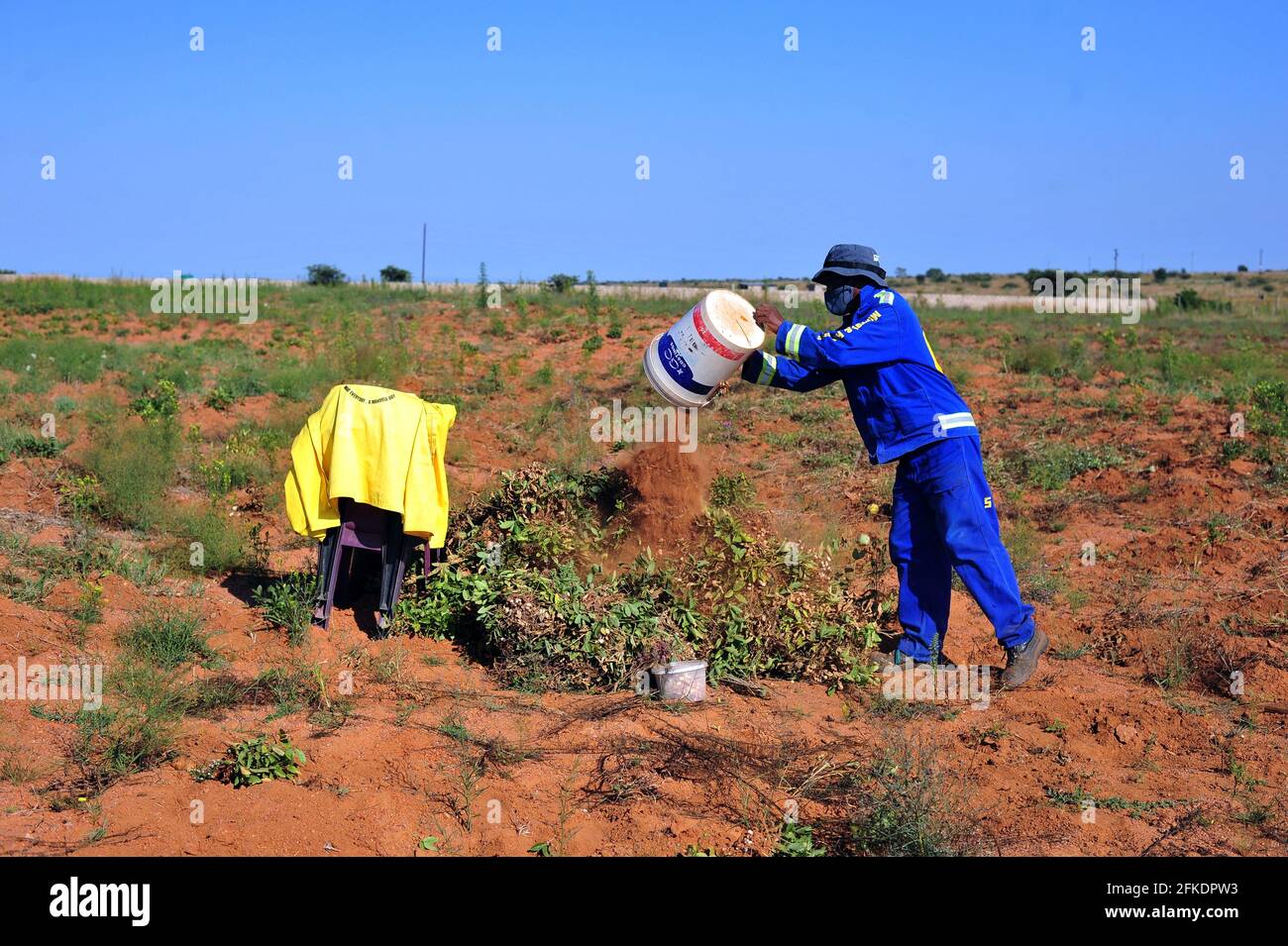 Subsistence farmers in rural South Africa harvesting bambara groundnuts after covid-19 lockdown Stock Photo