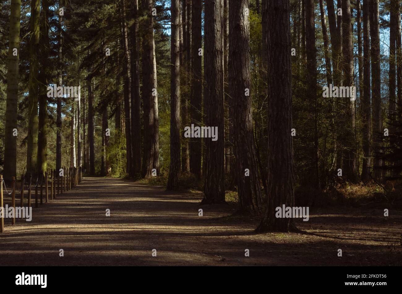 Grass field in forest sunny hi-res stock photography and images - Alamy