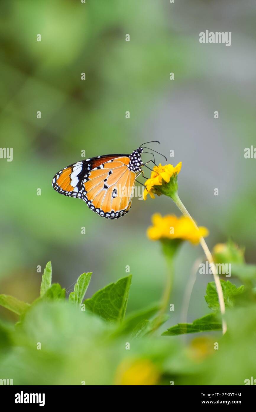 Macro shot of a Monarch butterfly on a yellow flower in a garden Stock ...