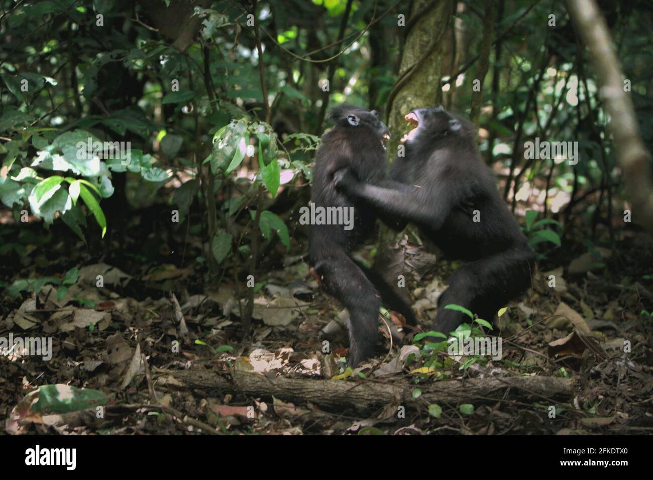 Aggressive behaviour of Celebes crested macaques during social activity. Frequency and intensity of aggression between male individuals in one crested macaque social group is strongly correlated with rank distance, according to Caitlin Reed, Timothy O'Brien and Margaret Kinnaird in a research paper published on International Journal of Primatology in 1997. Stock Photo