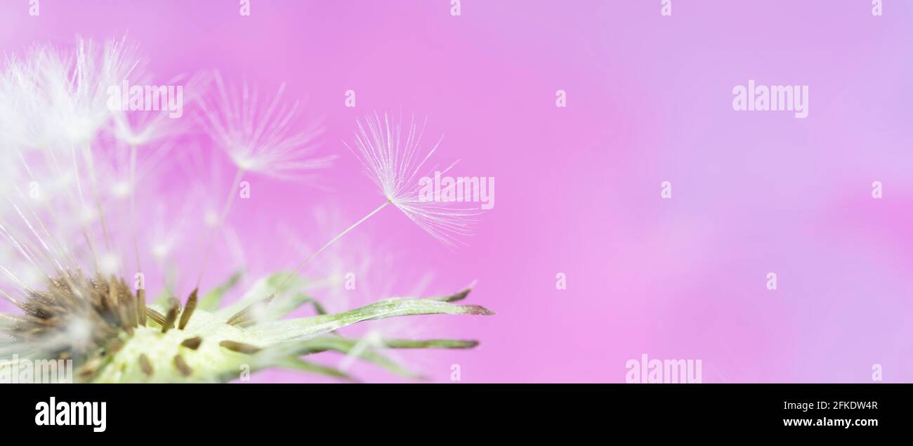 Pappus of a dandelion seed with blurred blue pink background. Stock Photo