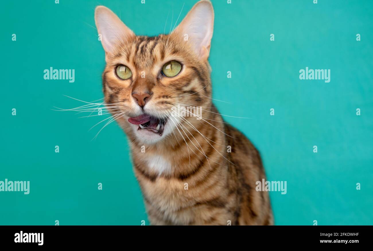 Bengal cat eats on a green background, feeding pets Stock Photo Alamy
