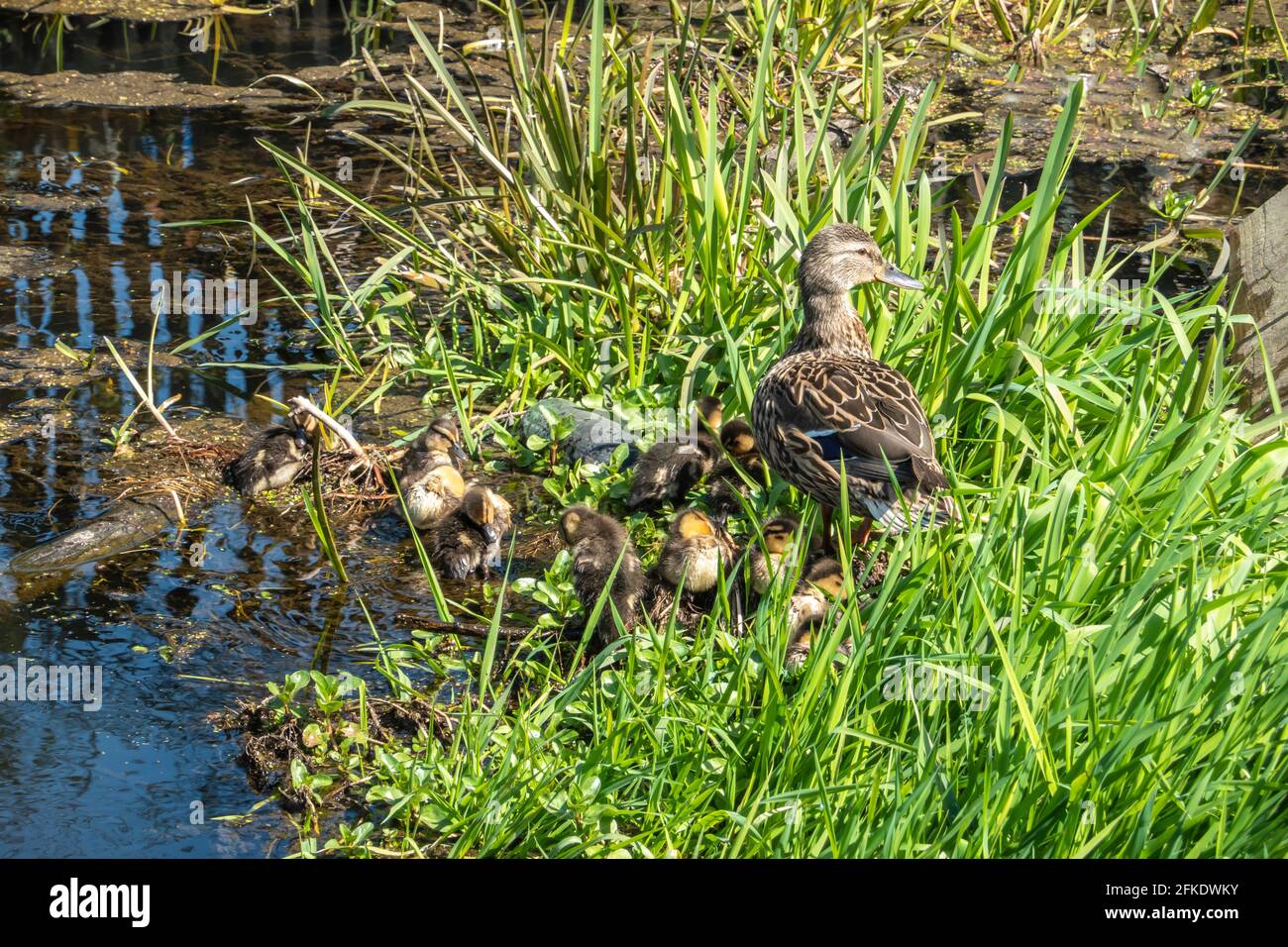 Mother duck and ducklings at Disused Scottish Canals owned Monkland Canal between Airdrie and Calderbank in North Lanarkshire Scotlanld UK Stock Photo
