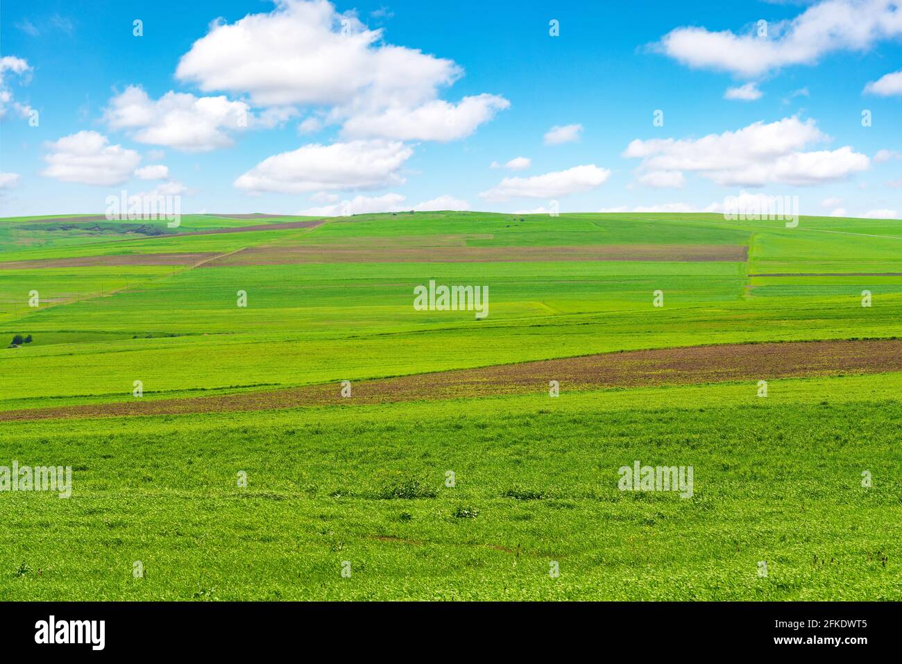 Cultivated green farm fields with blue sky and clouds Stock Photo - Alamy