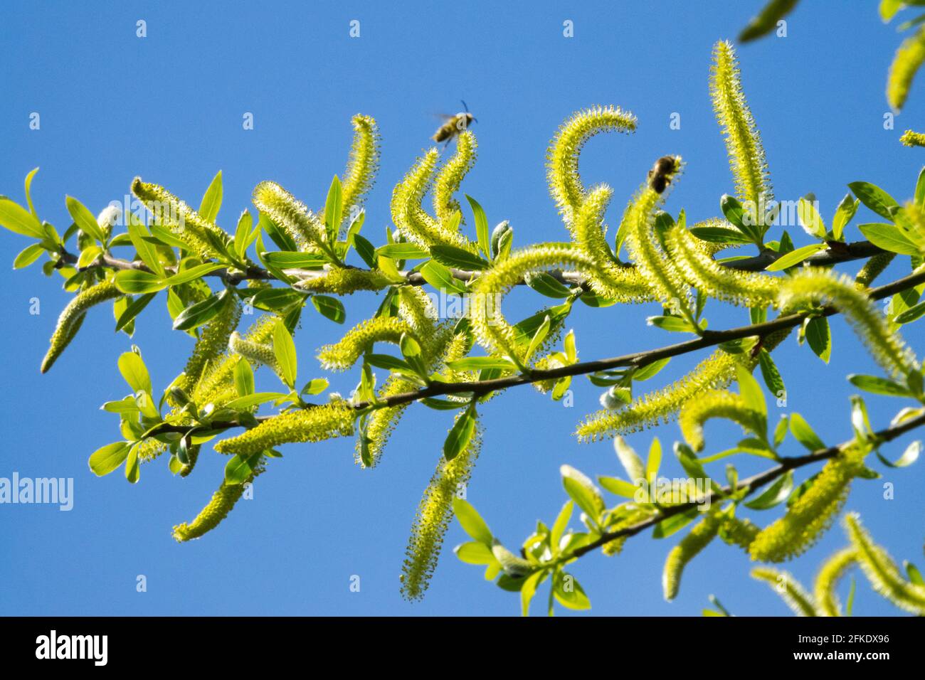 Salix fragilis willow Catkins Spring Pollen Willow Branches Crack willow Brittle willow Aments Against Blue sky Salix Flowering Springtime Bees blooms Stock Photo