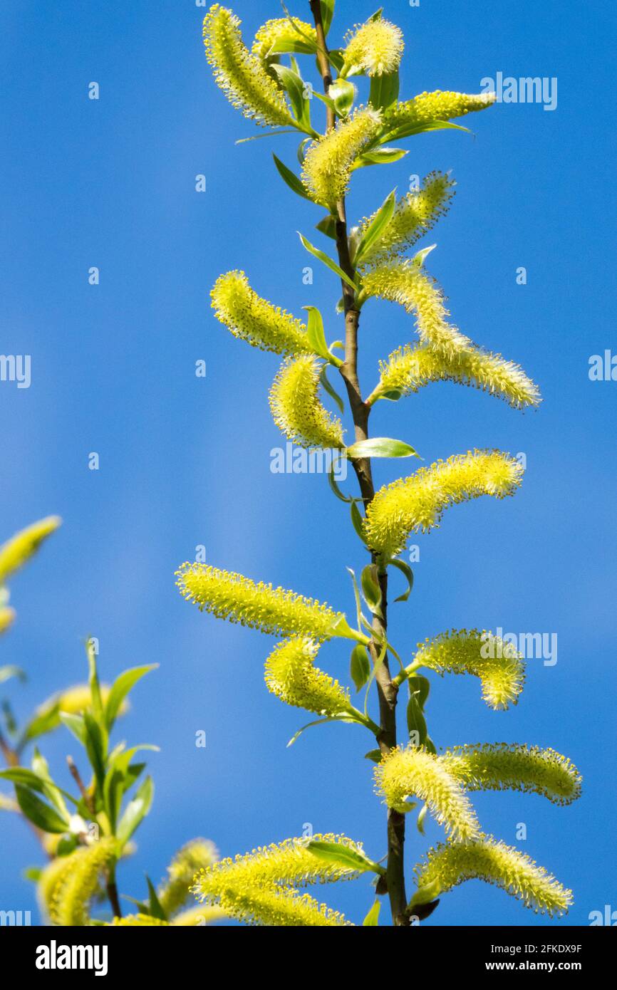 Spring catkins on Twig Crack willow Salix fragilis Willow Branch Spring Yellow pollen Aments Blooming Branch Salix Catkins Flowering Blooms April Stock Photo