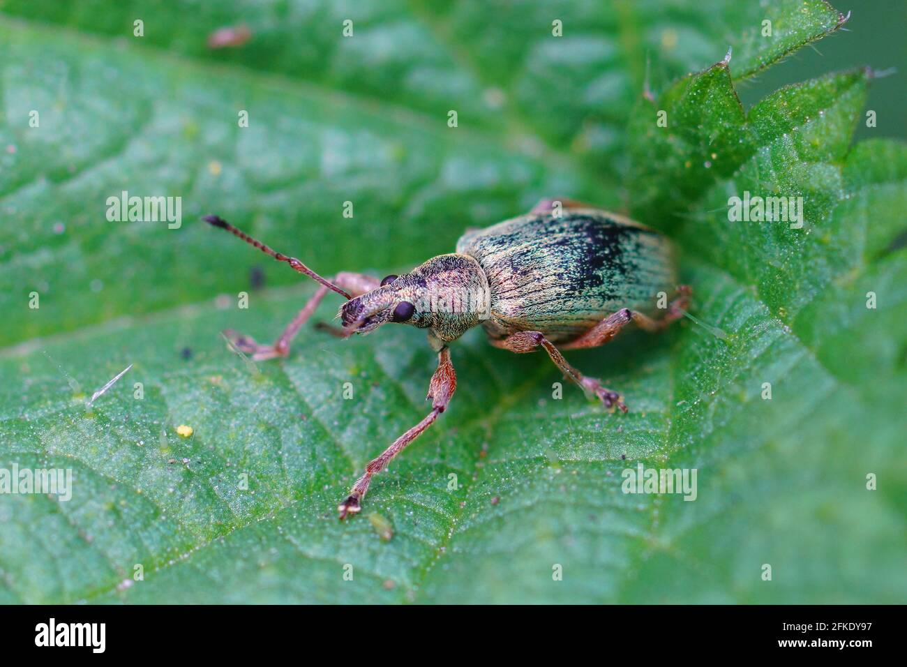 Closeup shot of a green immigrant leaf weevil on a green leaf Stock Photo