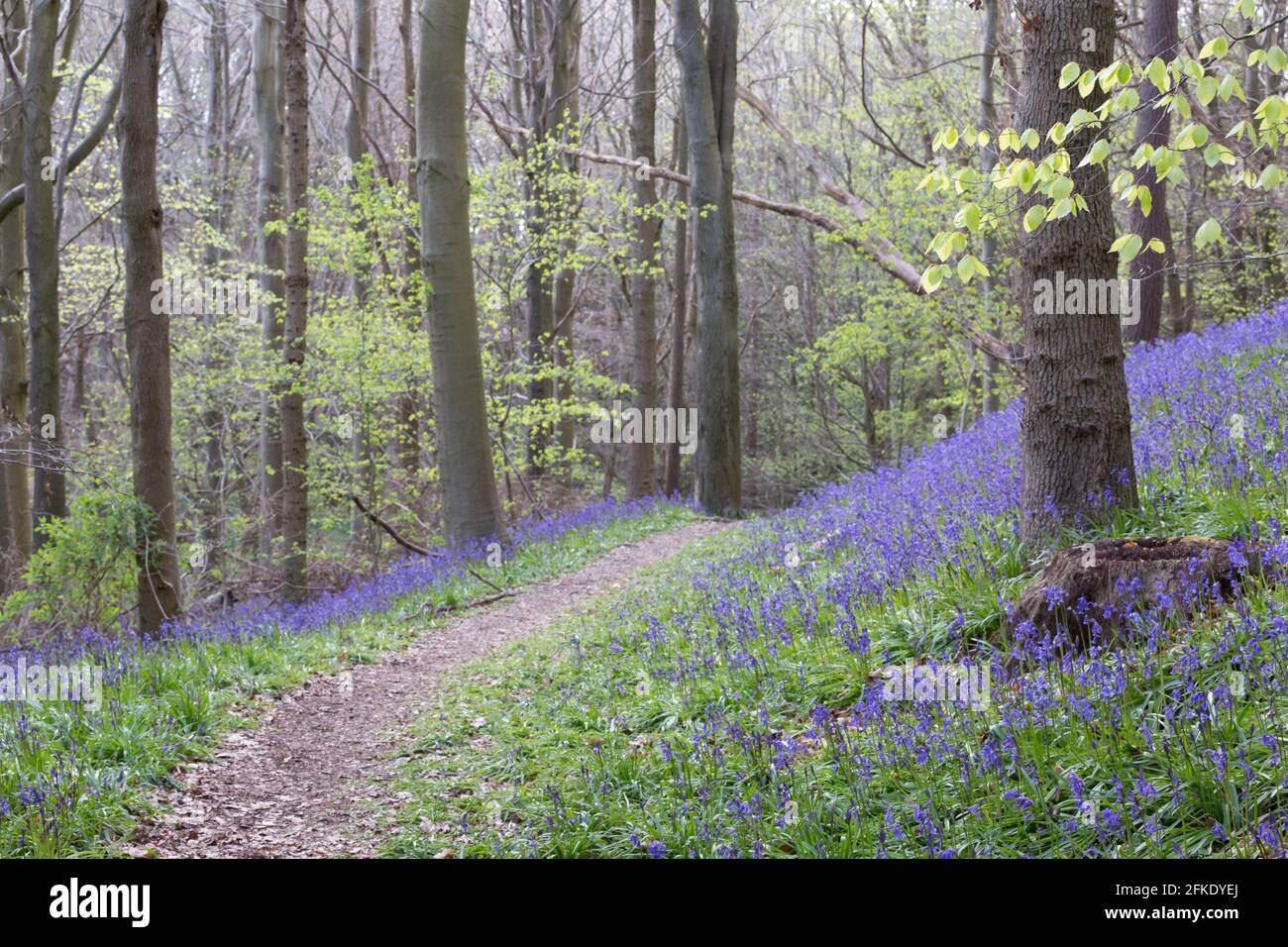 A beech wood full of bright blue bluebell flowers in spring time in Northumberland, North East England Stock Photo