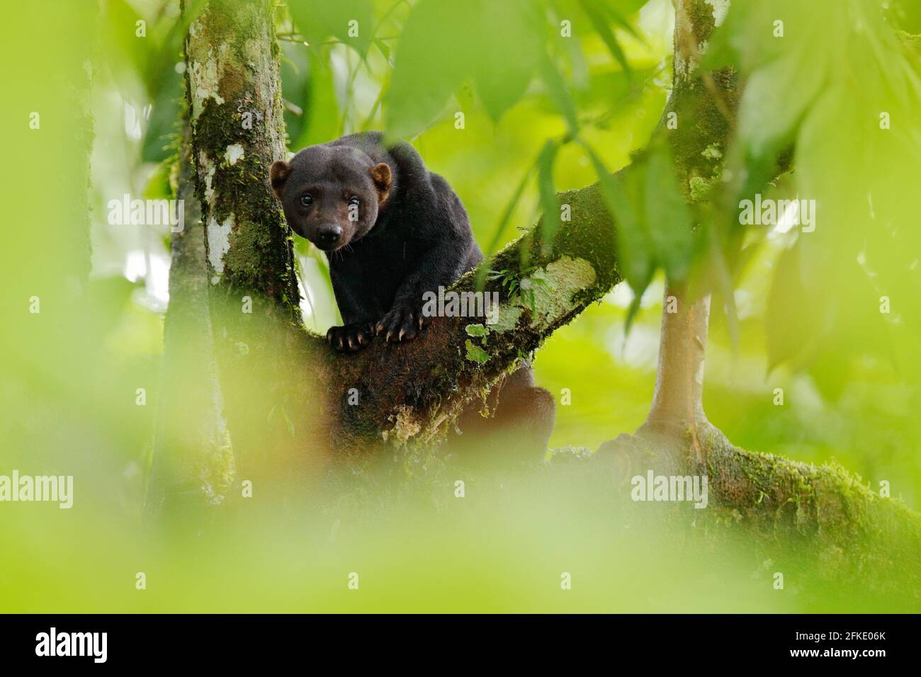 Tayra, Eira barbara, omnivorous animal from the weasel family. Tayra hidden in tropic forest, sitting on the green tree. Wildlife scene from nature, C Stock Photo