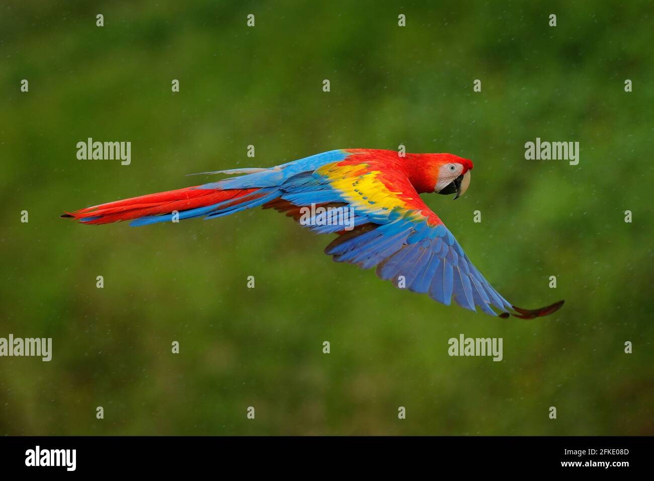 Macaw parrot flying in dark green vegetation with beautiful back light and rain. Scarlet Macaw, Ara macao, in tropical forest, Costa Rica. Wildlife sc Stock Photo