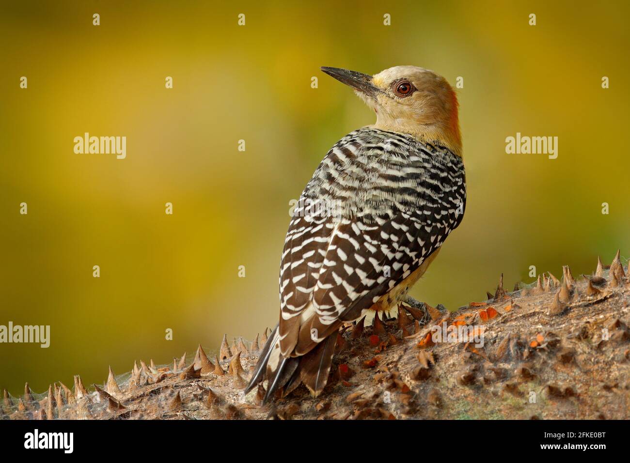 Woodpecker from Costa Rica, Hoffmann's Woodpecker, Melanerpes hoffmanni, sitting on the tree trunk with nesting hole, bird in the nature habitat, Cost Stock Photo