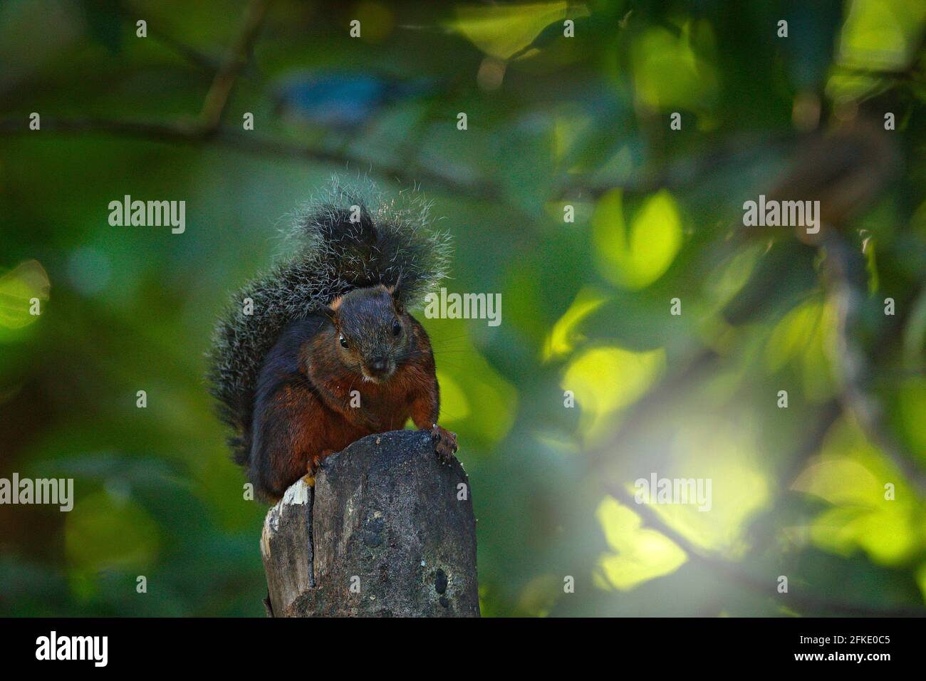 Variegated Squirrel, Sciurus variegatoides, with food, head detail portrait, Costa Rica, Wildlife scene from Central America. Stock Photo