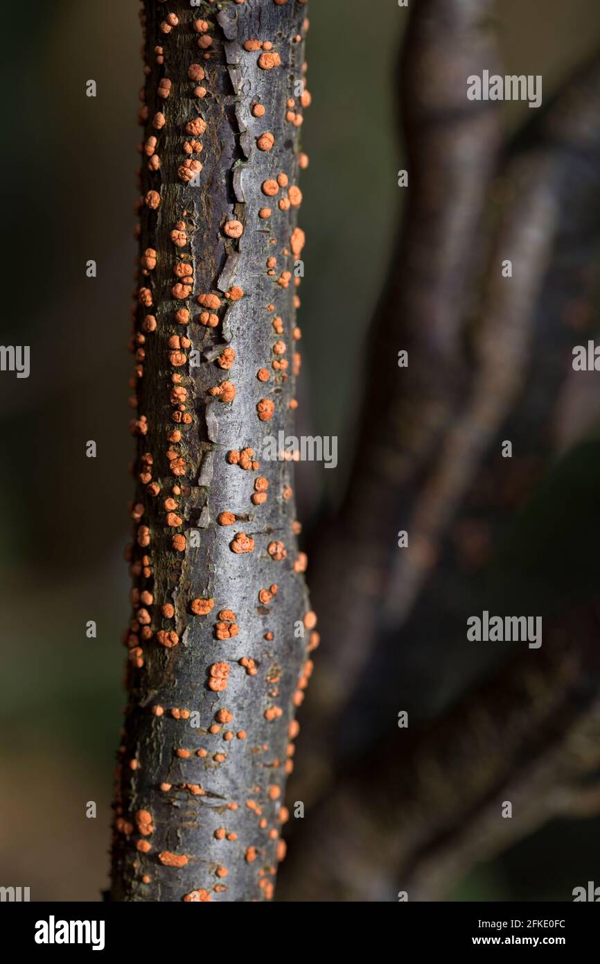 Coral Spot Fungus in a dead branch - orange fruiting bodies of the Coral Spot (Nectria cinnabarina) grow in their hundreds mainly on small dead twigs Stock Photo