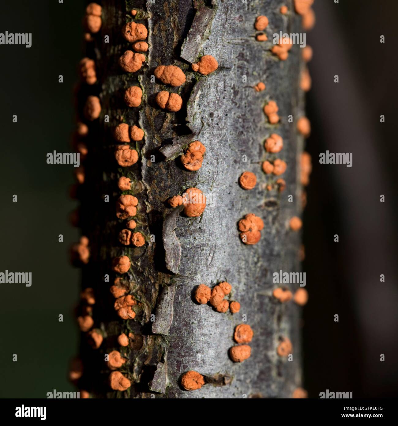 Coral Spot Fungus in a dead branch - orange fruiting bodies of the Coral Spot (Nectria cinnabarina) grow in their hundreds mainly on small dead twigs Stock Photo