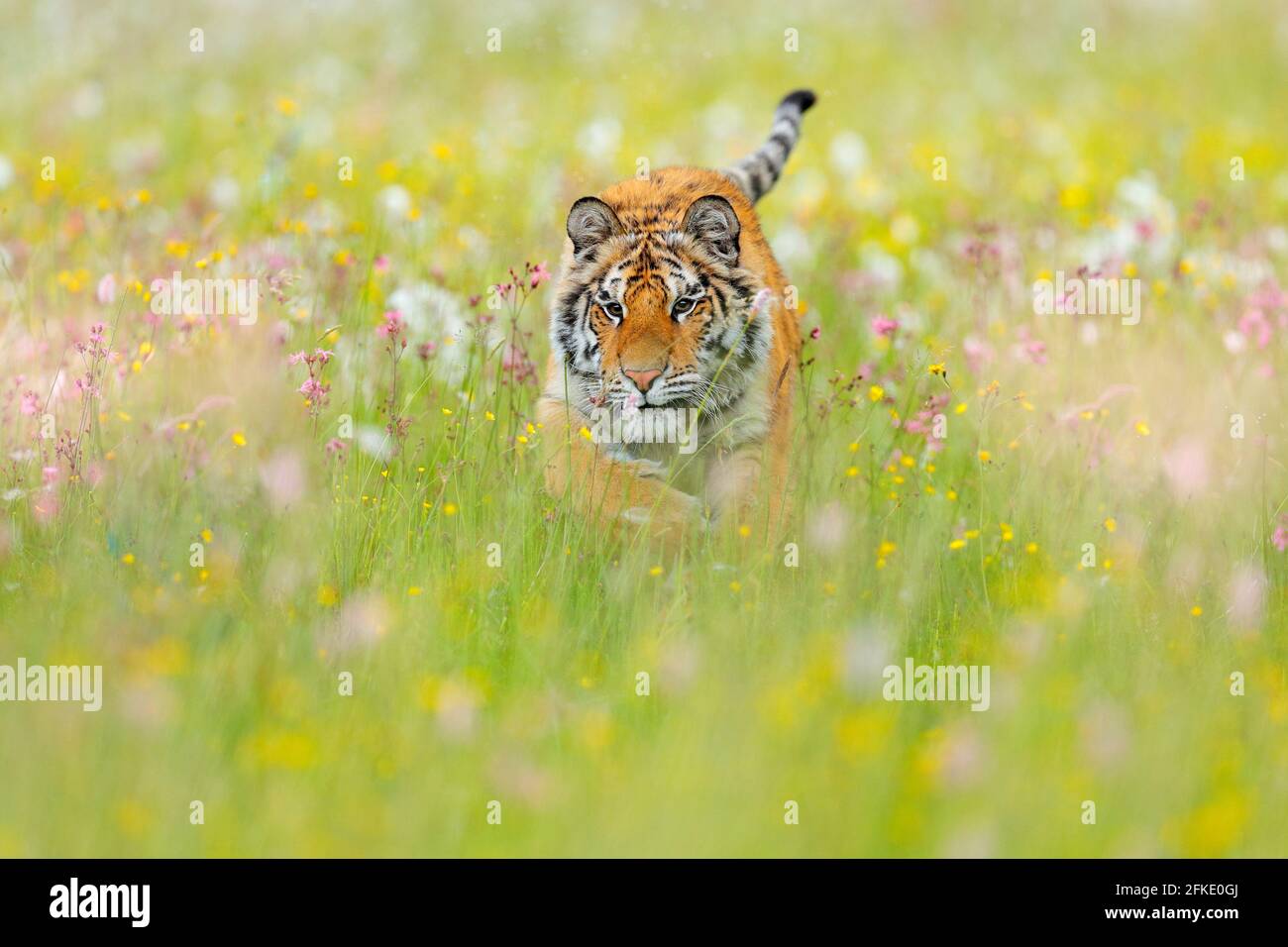 Tiger with pink and yellow flowers. Amur tiger walk in the cotton