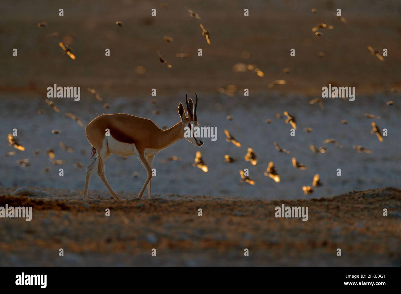 Springbok antelope, Antidorcas marsupialis, in the African dry habitat, Etocha NP, Namibia. Mammal from Africa. Springbok in evening back light. Sunse Stock Photo