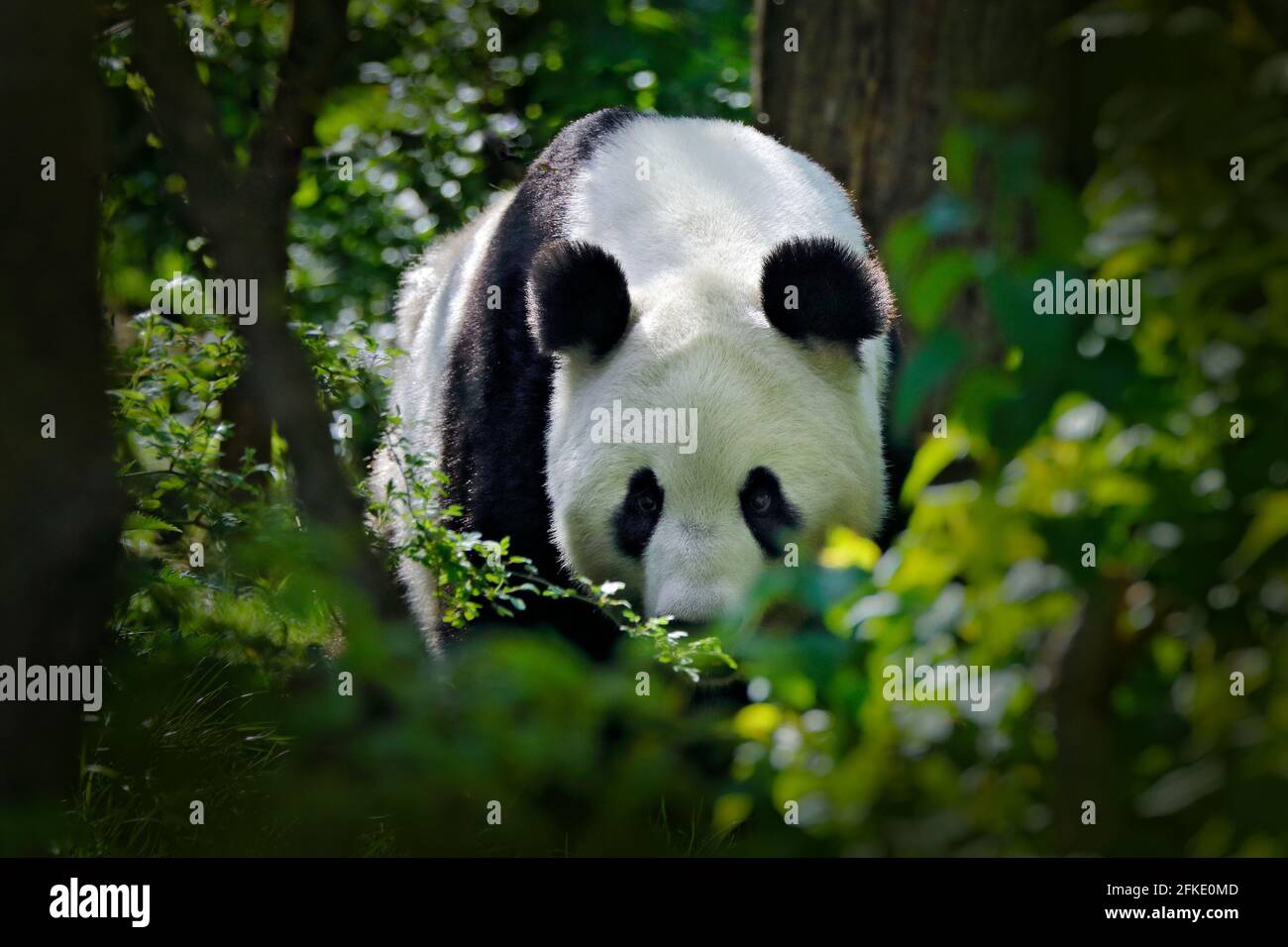Panda in green forest vegetation.  Wildlife scene from China nature. Portrait of Giant Panda feeding on bamboo tree in forest. Cute black and white be Stock Photo