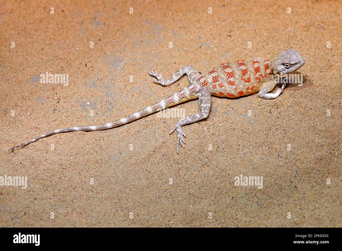 Steppe Agama, Trapelus sanguinolentus from Russa and Kazakhstan. Reptile from the nature desert habitat. Hot sunny day in Asia. Wildlife nature with l Stock Photo
