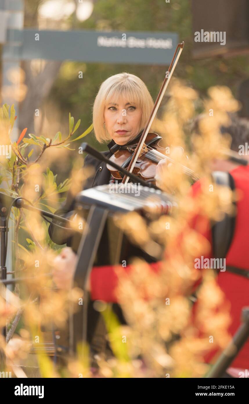 Different types of rats hi-res stock photography and images - Alamy