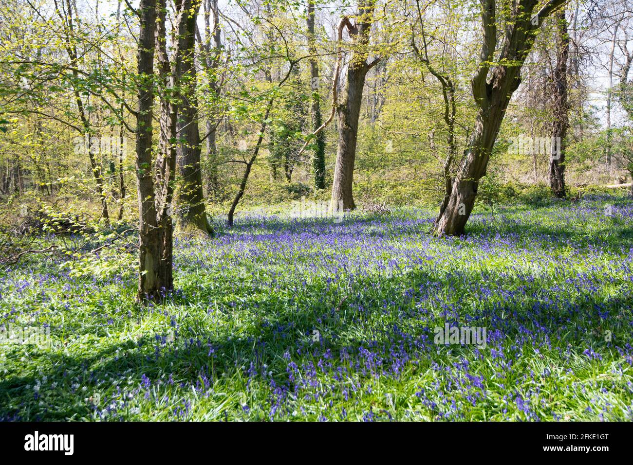A beautiful carpet of bluebells in Combe Valley woodland, East Sussex Stock Photo