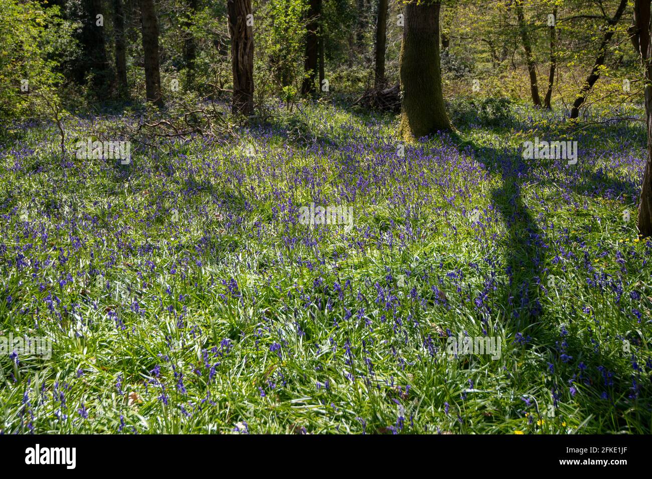 A beautiful carpet of bluebells in a woodland clearing in Combe Valley, East Sussex Stock Photo