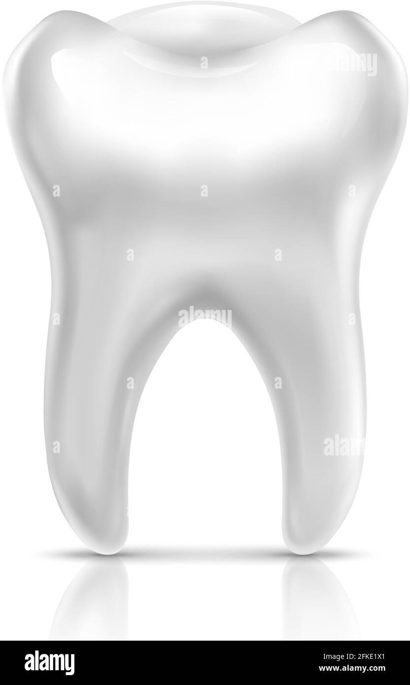 3d realistic vector human tooth, isolated on white background Stock ...