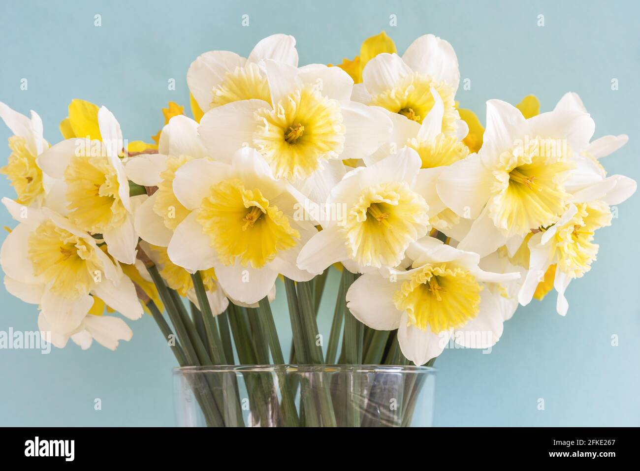 Largecrowned white daffodils with a corrugated crown. This spring