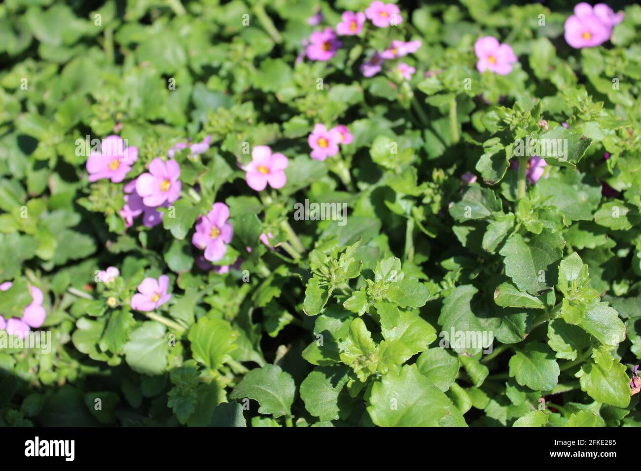 blossoming bacopa in the garden Stock Photo