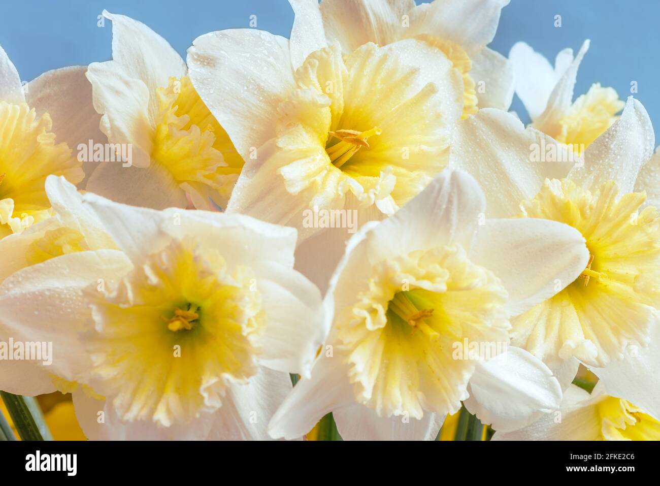 Largecrowned white daffodils with a corrugated crown. This spring