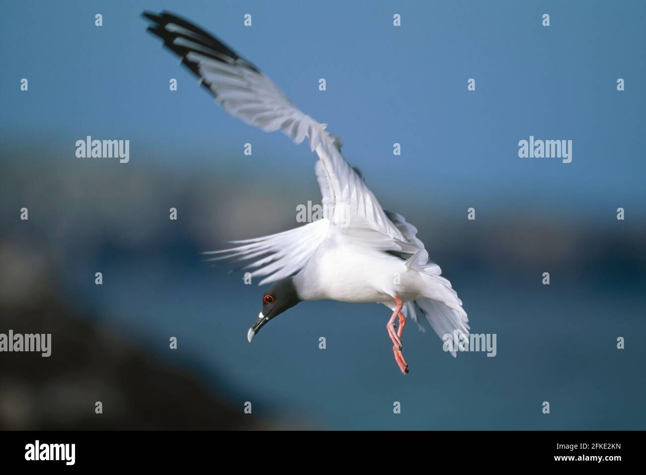 Swallowtail Gull - Coming in to land Larus furcatus Tower island Galapagos BI002236 Stock Photo
