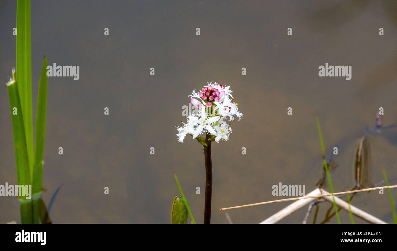 Aquatic plants in urban hi-res stock photography and images - Alamy