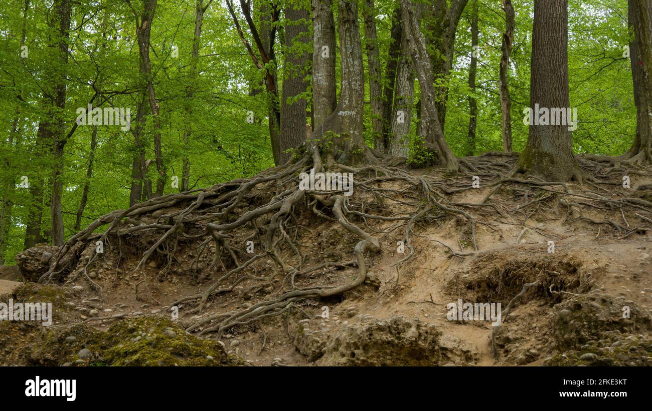 Trees in the forest with strong roots Stock Photo - Alamy