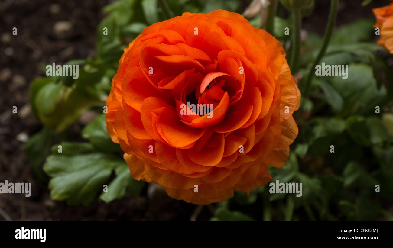 Marigold leaves hires stock photography and images Alamy