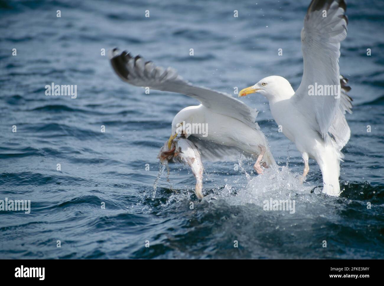 Herring Gull with fish Larus argentatus North Sea, UK BI003950 Stock Photo