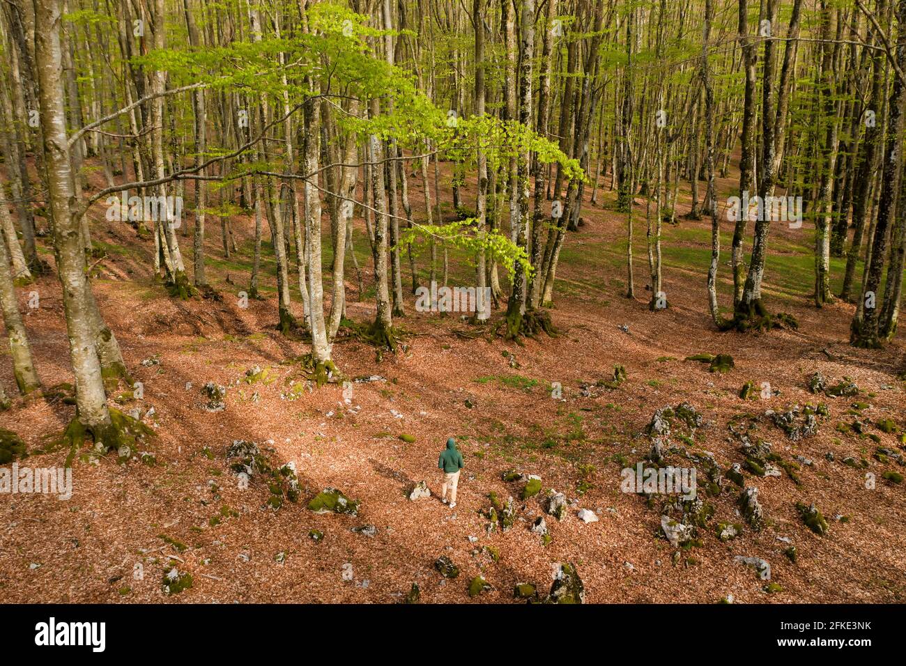 View from above, stunning aerial view of a person walking in a forest surrounded by beautiful Fagus Sylvatica trees. Travel concept, outdoor pursuit. Stock Photo