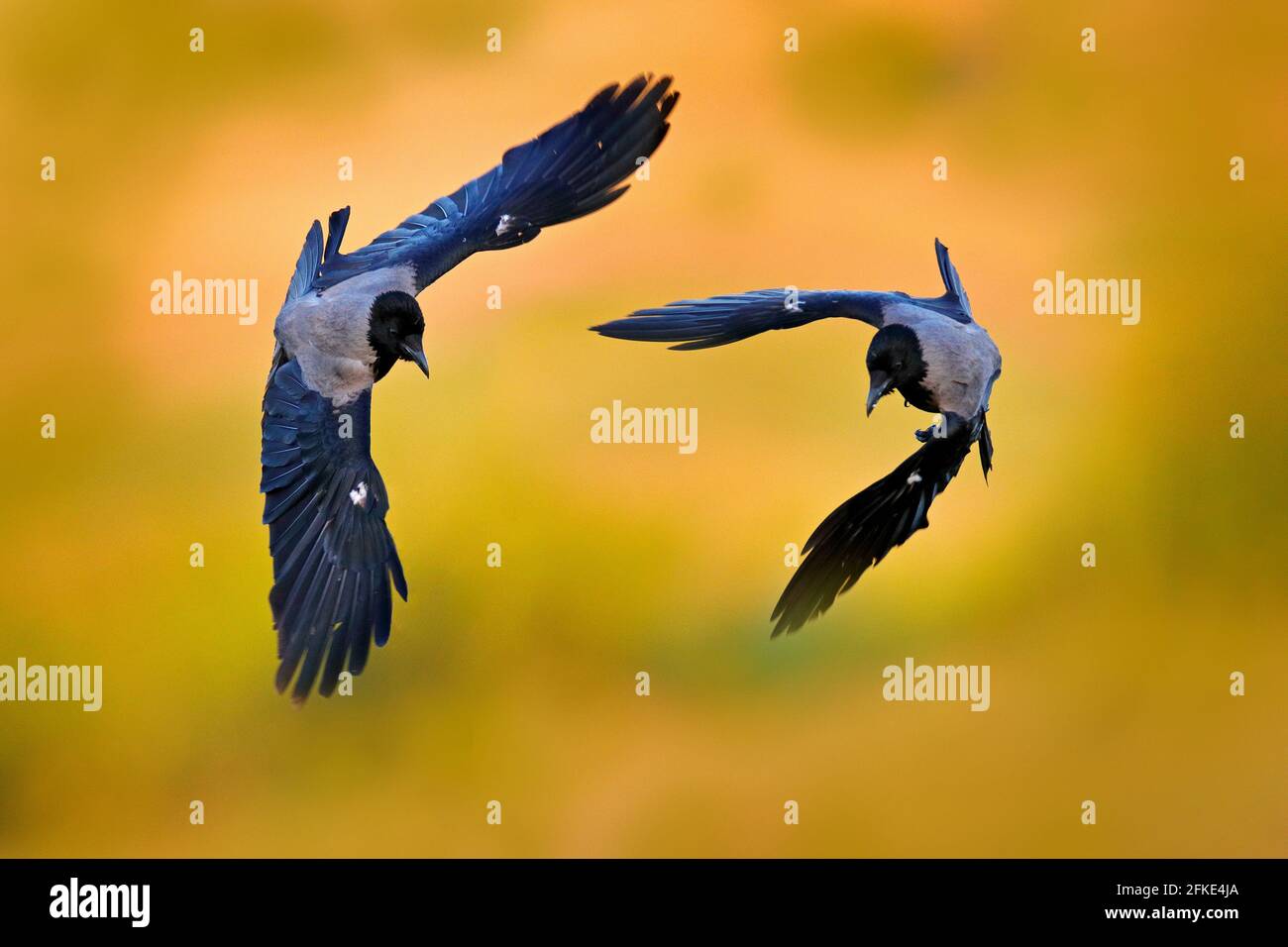 Grey crow fight fly in evening light on meadow. Hooded hoodie crow, Corvus cornix, bird behaviour in the nature. Wildlife Bulgaria. Two black birds wi Stock Photo