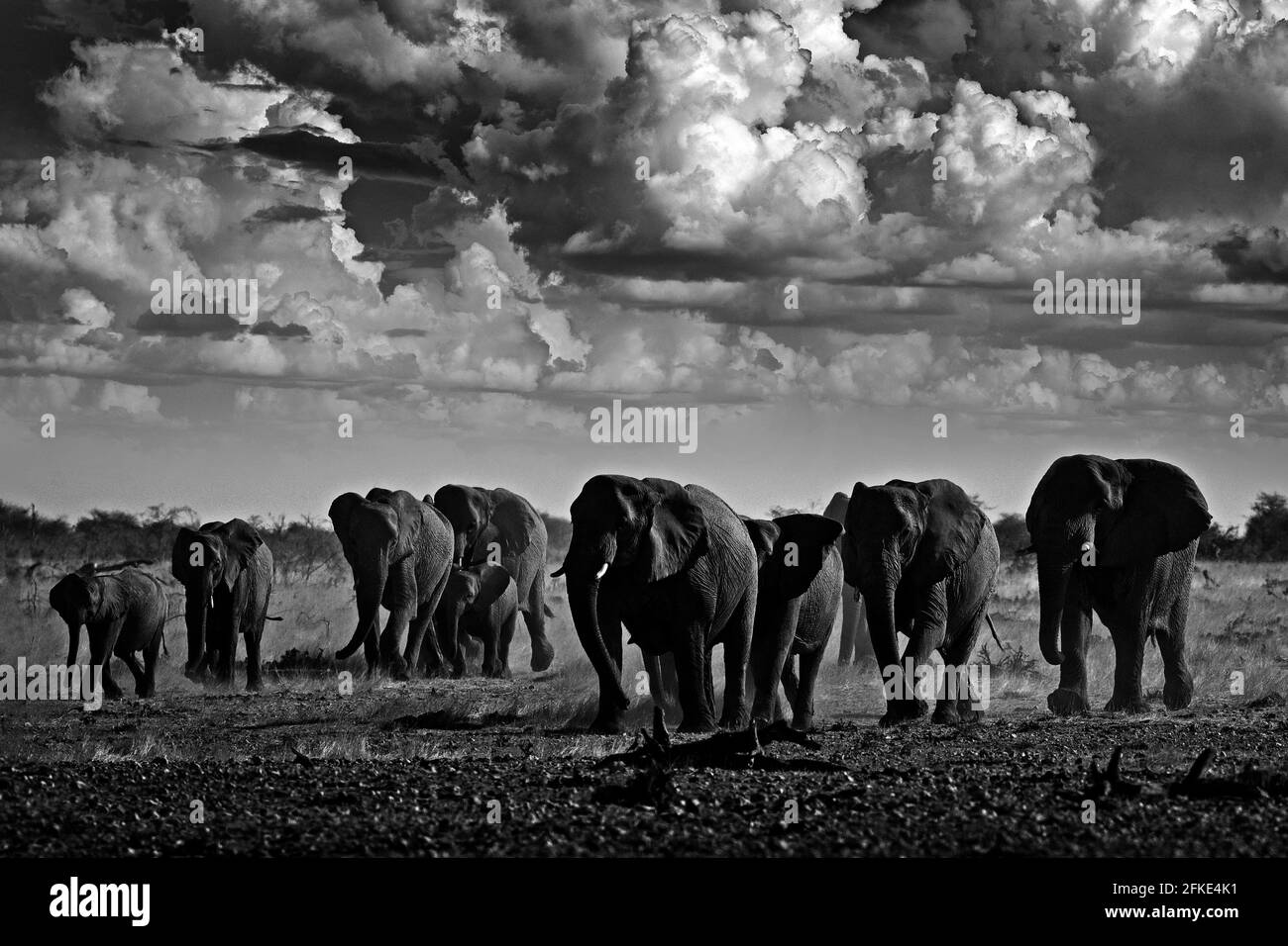 Black and white art photo. African safari. Herds elephant in the sand desert. Wildlife scene from nature, elephant in habitat, Etocha NP, Namibia, Afr Stock Photo