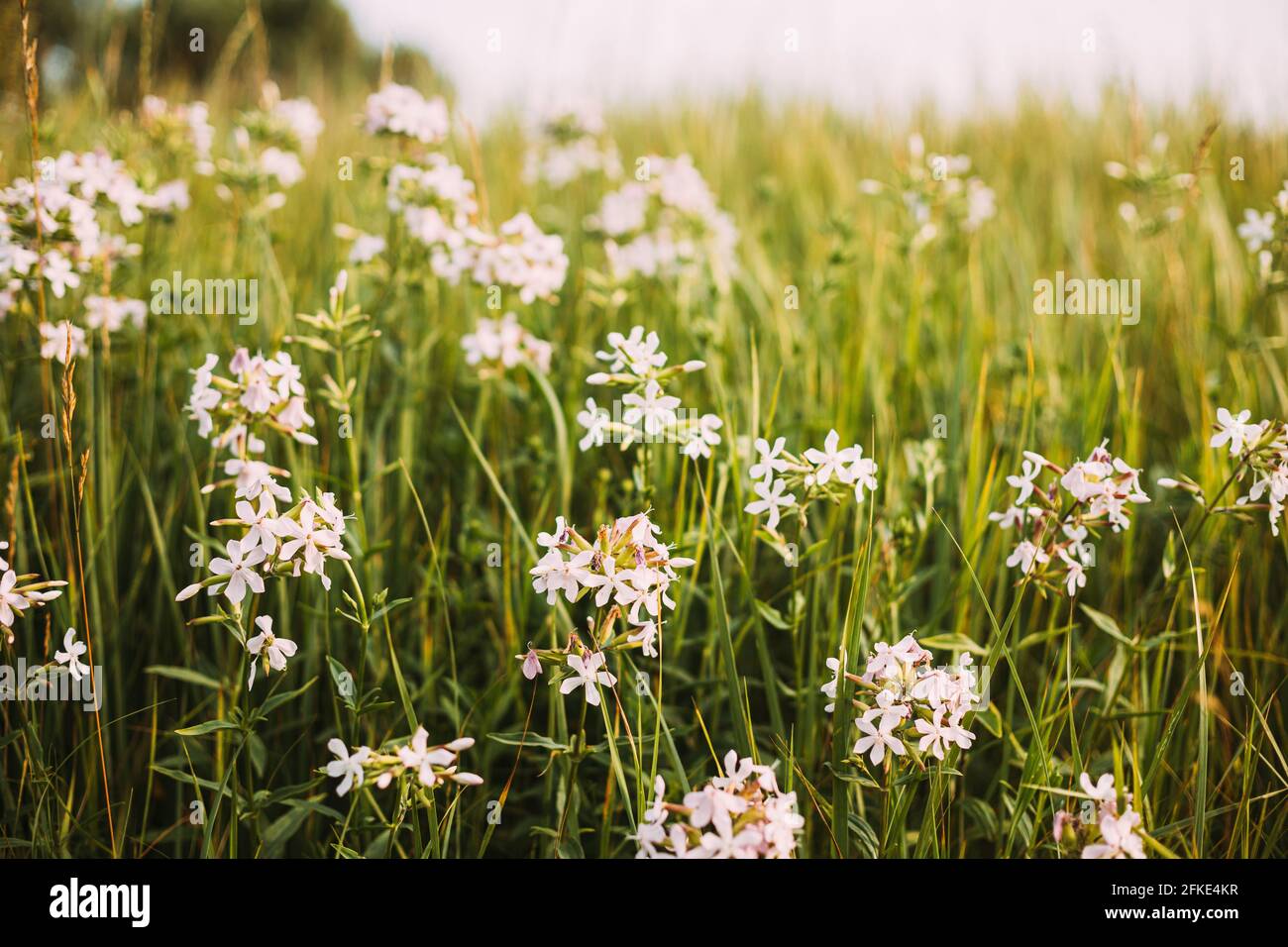 Pink Flowers Of Saponaria Officinalis On Field In Summer Day Stock Photo