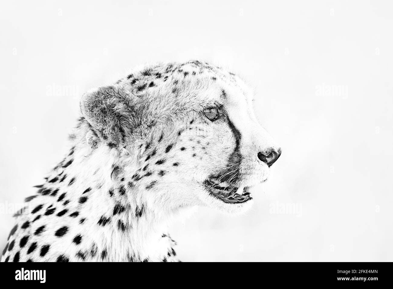 Cheetah face, Acinonyx jubatus, detail close-up portrait of wild cat. Fastest mammal on the land, Etosha NP, Namibia. Wildlife scene from African natu Stock Photo