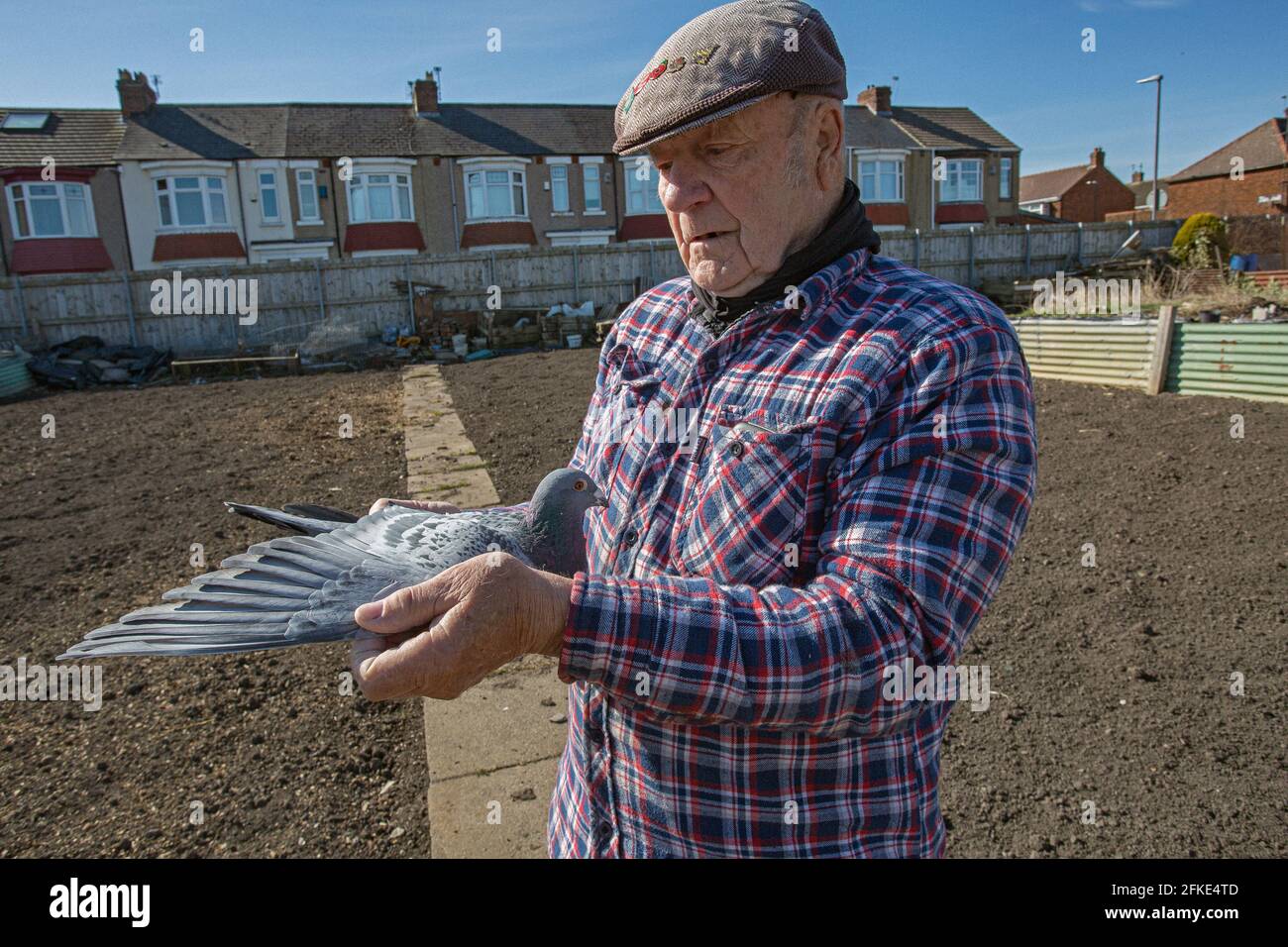 Bob Collin holding racing pigeons in his allotment ,Hartlepool , County Durham, UK Stock Photo