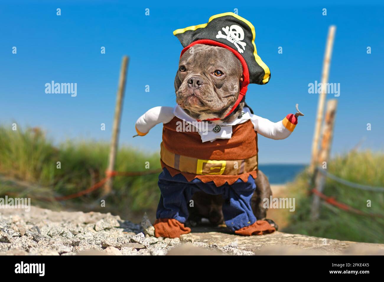 French Bulldog dog dressed up in pirate costume with hat and hook arm standing at beach Stock Photo