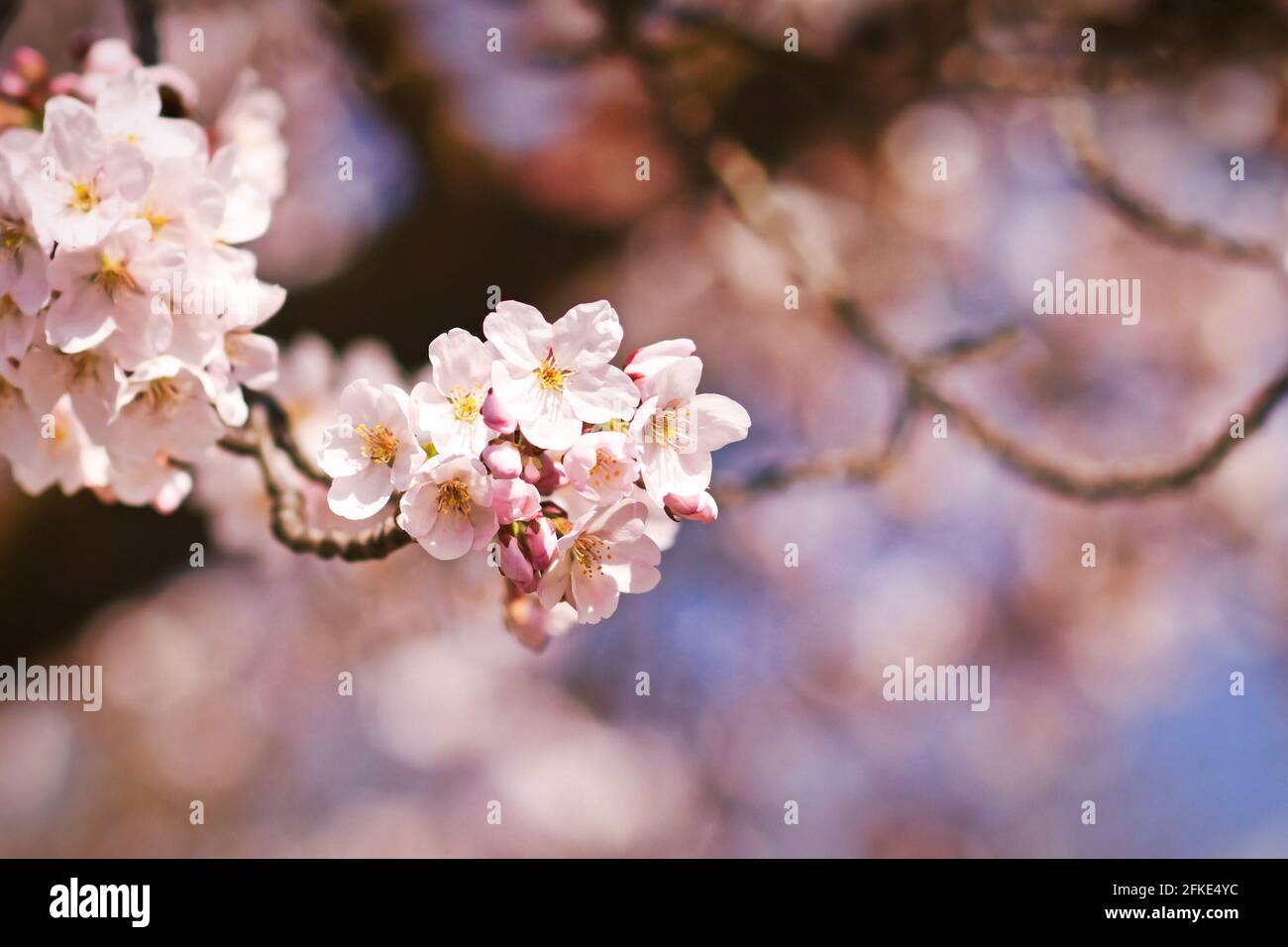 Pink blooming flowers of japanese 'Somei Yoshino' cherry blossom tree Stock Photo